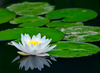 Lotus Flower On Pond Image